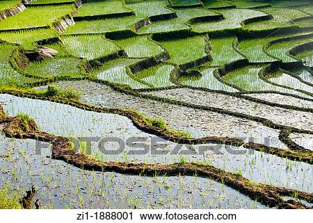 rice terraces or sawas at Flores, Indonesia View Large Photo Image Stock Image - rice terraces or sawas at Flores, Indonesia. Fotosearch