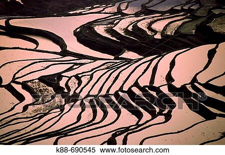 Stock Photography - Rice terraces, Yuanyang, Yunnan, China. Fotosearch