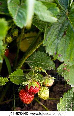Richmond, Illinois, strawberries on bushes on organic farm, ripe red berries View Large Photo Image Stock Image - Richmond, Illinois, strawberries on bushes on organic farm, ripe red berries. Fotosearch