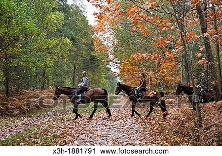riders in the Forest of Rambouillet, Yvelines department, Ile-de-France region, France, Europe View Large Photo Image Stock Image - riders in the Forest of Rambouillet, Yvelines department, Ile-de-France region, France, Europe. Fotosearch