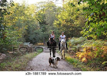 riders in the Forest of Rambouillet, Yvelines department, Ile-de-France region, France, Europe View Large Photo Image Stock Photo - riders in the Forest of Rambouillet, Yvelines department, Ile-de-France region, France, Europe. Fotosearch