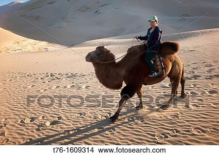 riding a twin humped Bactrian camel in the Gobi Desert of Mongolia View Large Photo Image Picture - riding a twin humped Bactrian camel in the Gobi Desert of Mongolia. Fotosearch