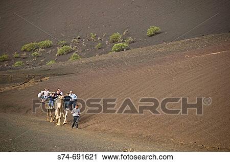 Riding camels at Timanfaya National Park, Lanzarote. Canary Islands, Spain View Large Photo Image Stock Image - Riding camels at Timanfaya National Park, Lanzarote. Canary Islands, Spain. Fotosearch