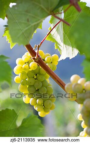 Riesling Wine grape. View Large Photo Image Stock Photography - Riesling Wine grape.. Fotosearch