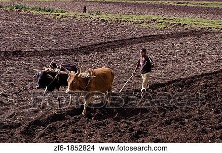 Rift Valley Langano Ethiopia Africa farming with plow of Oromo Tribe people in field farm with oxen 2 View Large Photo Image Picture - Rift Valley Langano Ethiopia Africa farming with plow of Oromo Tribe people in field farm with oxen 2. Fotosearch