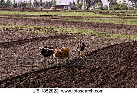 Rift Valley Langano Ethiopia Africa farming with plow of Oromo Tribe people in field farm with oxen 2 View Large Photo Image Stock Image - Rift Valley Langano Ethiopia Africa farming with plow of Oromo Tribe people in field farm with oxen 2. Fotosearch