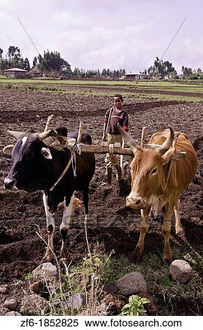 Stock Photography - Rift Valley Langano Ethiopia Africa farming with plow of Oromo Tribe people in field farm with oxen 2. Fotosearch