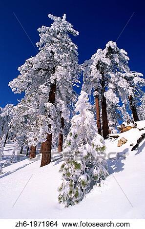 Picture - Rime ice and fresh powder on Ponderosa pines, Los Padres National Forest, California USA.. Fotosearch