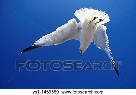 RING BILLED GULL larus delawarensis, ADULT IN FLIGHT, FLORIDA View Large Photo Image Stock Photo - RING BILLED GULL larus delawarensis, ADULT IN FLIGHT, FLORIDA. Fotosearch
