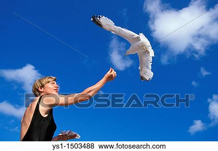 Stock Photo - Ring Billed Gull, larus delawarensis, Woman giving Food, Bird in Flight, Florida. Fotosearch
