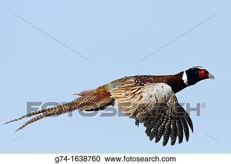 Ring-necked Pheasant View Large Photo Image Stock Image - Ring-necked Pheasant. Fotosearch