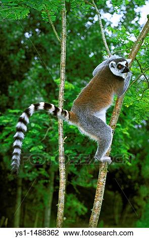 Ring Tailed Lemur, lemur catta, Adult hanging from Branch View Large Photo Image Stock Image - Ring Tailed Lemur, lemur catta, Adult hanging from Branch. Fotosearch