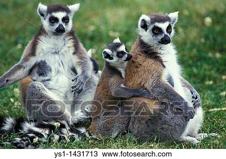 RING TAILED LEMUR lemur catta, FEMALE WITH YOUNG ON ITS BACK View Large Photo Image Stock Image - RING TAILED LEMUR lemur catta, FEMALE WITH YOUNG ON ITS BACK. Fotosearch