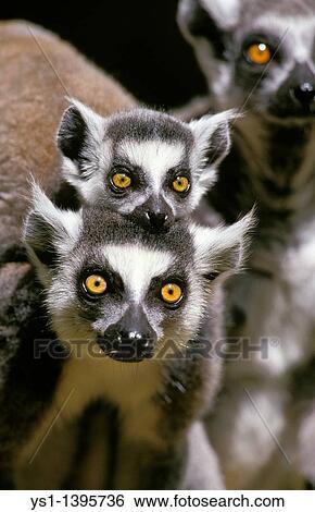 Ring Tailed Lemur, lemur catta, Female carrying Baby View Large Photo Image Stock Photograph - Ring Tailed Lemur, lemur catta, Female carrying Baby. Fotosearch