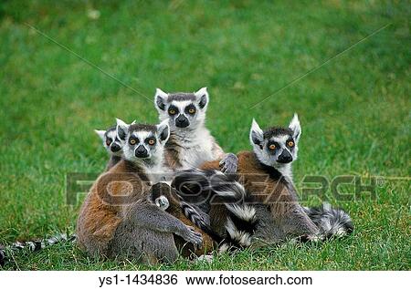 RING TAILED LEMUR lemur catta, GROUP OF ADULTS STANDING ON GRASS View Large Photo Image Stock Photograph - RING TAILED LEMUR lemur catta, GROUP OF ADULTS STANDING ON GRASS. Fotosearch