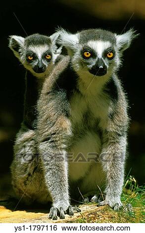 Stock Photograph - Ring Tailed Lemur, lemur catta, Mother with Young on its Back. Fotosearch