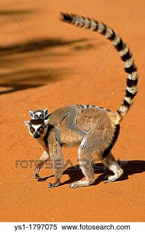 Stock Photography - Ring Tailed Lemur, lemur catta, Mother with Young on its Back, Berenty Reserve in Madagascar. Fotosearch
