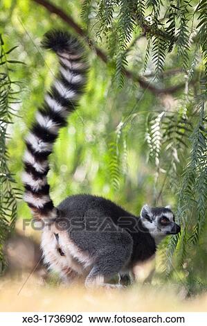 Stock Image - Ring-tailed lemur (Lemur catta).. Fotosearch