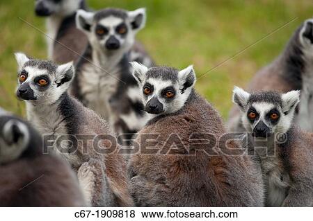 Ring Tailed Lemur Lemur catta View Large Photo Image Stock Photo - Ring Tailed Lemur Lemur catta. Fotosearch