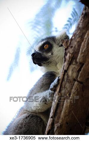 Stock Photography - Ring-tailed lemur (Lemur catta).. Fotosearch