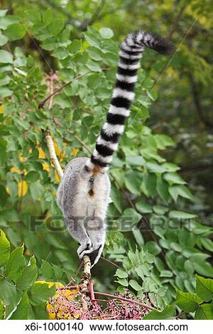 Stock Image - Ring-tailed Lemur Lemur catta, view of animal from behind. Fotosearch