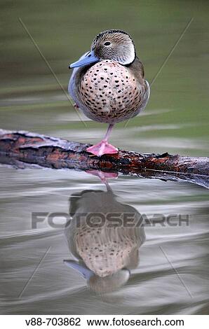 Stock Image - Ringed Teal (Callonetta leucophrys) perched on log, with reflection in the water. Washington Wildfowl and Wetlands Trust, Tyne and Wear, England.. Fotosearch