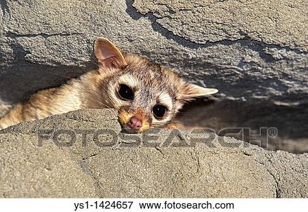 Stock Photo - RINGTAIL OR RING-TAILED CAT bassariscus astutus, ADULT ON ROCK, MONTANA. Fotosearch