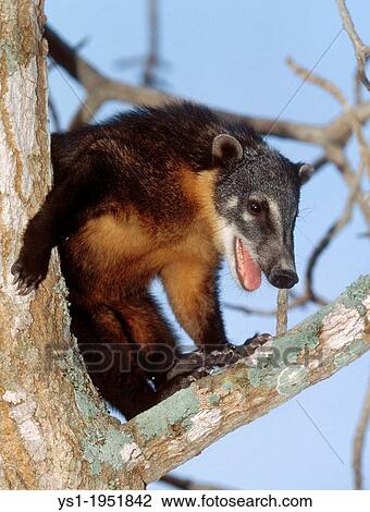 Stock Image - Ringtailed Coati or Coatimundi, nasua nasua, Adult perched in Tree, Pantanal in Brazil.. Fotosearch
