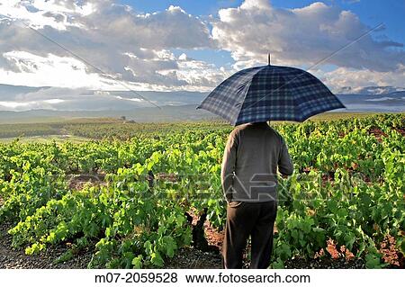 Rioja wine regi? n landscape in summer View Large Photo Image Stock Photo - Rioja wine regi? n landscape in summer. Fotosearch