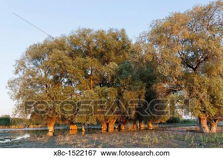 Riparian Forest in the Danube Delta, romania Big willows, alder and ash trees form a riparian forest along the channels View Large Photo Image Stock Photo - Riparian Forest in the Danube Delta, romania Big willows, alder and ash trees form a riparian forest along the channels. Fotosearch