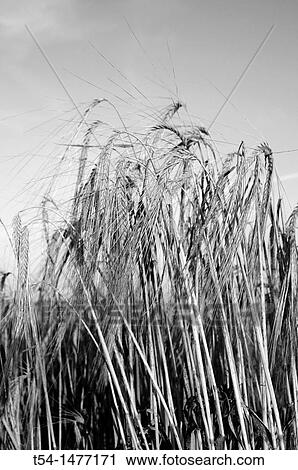 Stock Image - Ripe barley in Bavaria. Fotosearch