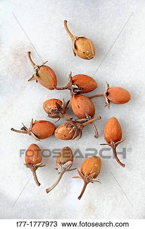 Ripe Fruits of Mimusops elengi View Large Photo Image Stock Image - Ripe Fruits of Mimusops elengi. Fotosearch