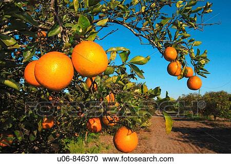 ripe oranges on orange trees in an orchard or grove in Florida, USA View Large Photo Image Stock Image - ripe oranges on orange trees in an orchard or grove in Florida, USA. Fotosearch
