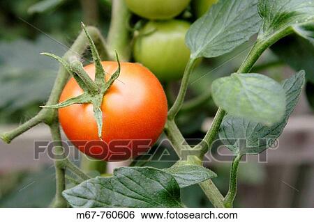 Ripe red tomato growing on vine close up. England UK View Large Photo Image Stock Photograph - Ripe red tomato growing on vine close up. England UK. Fotosearch