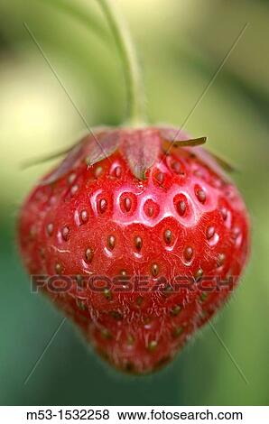 Ripe strawberry Fragaria Ananassa View Large Photo Image Stock Photo - Ripe strawberry Fragaria Ananassa. Fotosearch