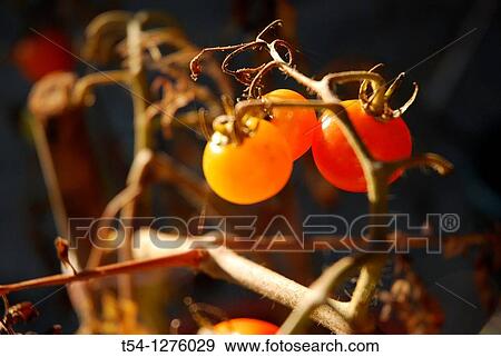 Ripe tomatoes in the sun View Large Photo Image Stock Photo - Ripe tomatoes in the sun. Fotosearch