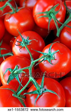 ripe tomatoes, vegetable, food. View Large Photo Image Stock Image - ripe tomatoes, vegetable, food.. Fotosearch