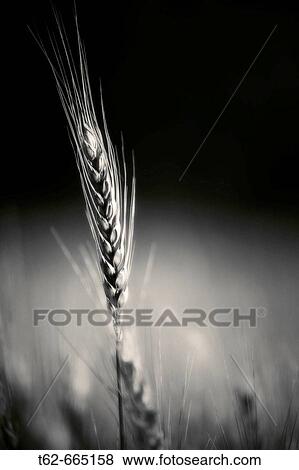 Ripe wheat ear View Large Photo Image Stock Photo - Ripe wheat ear. Fotosearch