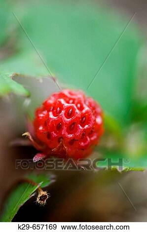 Ripe wild strawberries (Fragaria virgiana) View Large Photo Image Stock Photo - Ripe wild strawberries (Fragaria virgiana). Fotosearch
