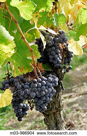 Ripe wine grapes in vineyard Bordeaux vineyard town St Emilion Aquitaine France View Large Photo Image Picture - Ripe wine grapes in vineyard Bordeaux vineyard town St Emilion Aquitaine France. Fotosearch