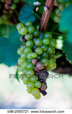 Stock Image - Ripening Carbarnet grapes at the Cape May Winery.. Fotosearch