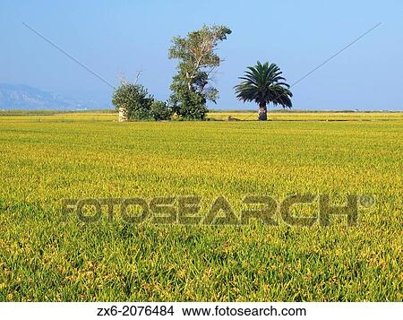 Picture - Ripening ricefield with palm tree. Ebro River Delta Natural Park, Tarragona province, Catalonia, Spain.. Fotosearch
