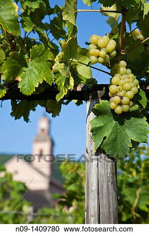 riquewhir, Alsace, France View Large Photo Image Stock Image - riquewhir, Alsace, France. Fotosearch