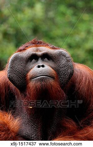 Ritchie lives in Semengoh Wildlife Centre, Kuching, Sarawak, Malaysia. View Large Photo Image Stock Photo - Ritchie lives in Semengoh Wildlife Centre, Kuching, Sarawak, Malaysia.. Fotosearch