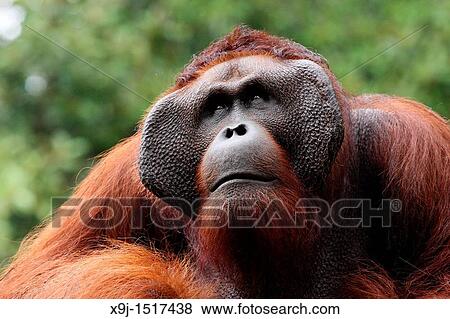 Ritchie lives in Semengoh Wildlife Centre, Kuching, Sarawak, Malaysia. View Large Photo Image Stock Photo - Ritchie lives in Semengoh Wildlife Centre, Kuching, Sarawak, Malaysia.. Fotosearch