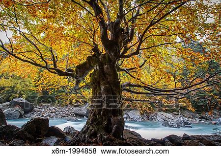 River and deciduous forest in autumn. Bujaruelo Valley. Huesca, Aragon, Spain, Europe. View Large Photo Image Stock Photo - River and deciduous forest in autumn. Bujaruelo Valley. Huesca, Aragon, Spain, Europe.. Fotosearch