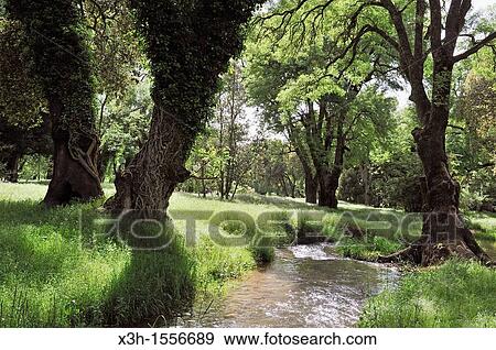 river in the forest around Ifrane, Middle Atlas, Morocco, North Africa View Large Photo Image Stock Photo - river in the forest around Ifrane, Middle Atlas, Morocco, North Africa. Fotosearch