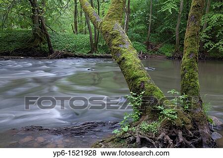 Stock Photo - river Kyll with trees, Rhineland-Palatinate, Germany. Fotosearch
