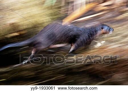 River Otter Motion Blur - Green Cay Wetlands - Boynton Beach; Florida USA View Large Photo Image Stock Image - River Otter Motion Blur - Green Cay Wetlands - Boynton Beach; Florida USA. Fotosearch