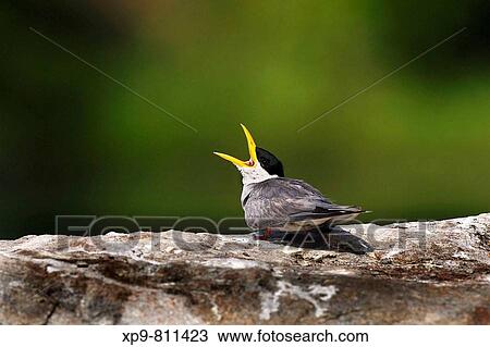 River Tern. Ranganthittu Bird Sanctuary, Mysore, Karnataka, India View Large Photo Image Stock Image - River Tern. Ranganthittu Bird Sanctuary, Mysore, Karnataka, India. Fotosearch
